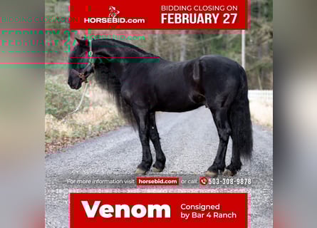 Frison, Hongre, 8 Ans, Noir