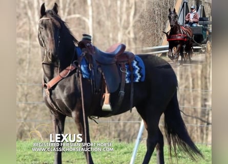 Frison, Jument, 10 Ans, 152 cm, Noir