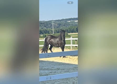 Frison, Jument, 10 Ans, 155 cm, Noir