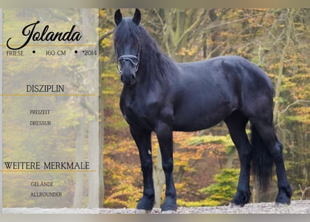 Frison, Jument, 10 Ans, 160 cm, Noir