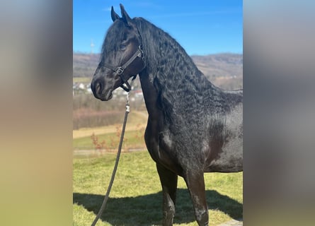 Frison, Jument, 10 Ans, 162 cm, Noir