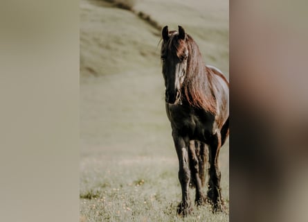 Frison, Jument, 10 Ans, 164 cm, Noir
