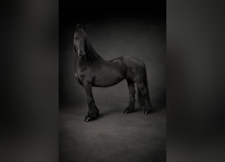 Frison, Jument, 12 Ans, 158 cm, Noir