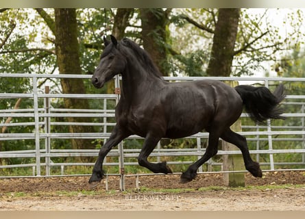 Frison, Jument, 12 Ans, 163 cm, Noir