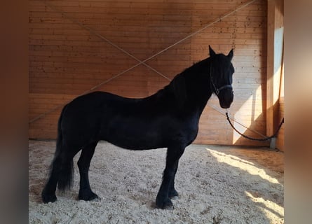 Frison, Jument, 17 Ans