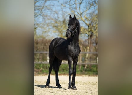 Frison, Jument, 1 Année, Noir