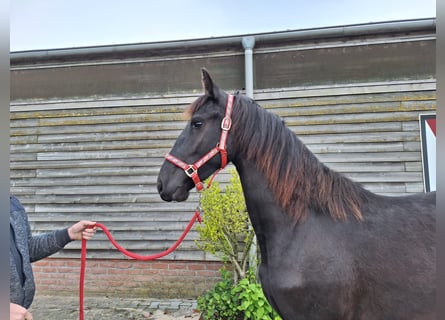 Frison, Jument, 2 Ans, 162 cm, Noir
