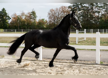 Frison, Jument, 3 Ans, 163 cm, Noir