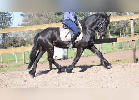 Frison, Jument, 4 Ans, 158 cm, Noir
