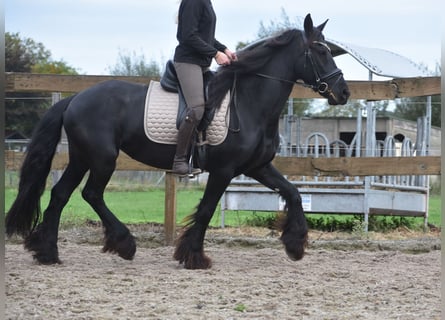 Frison, Jument, 4 Ans, 158 cm, Noir