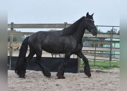Frison, Jument, 4 Ans, 160 cm, Noir