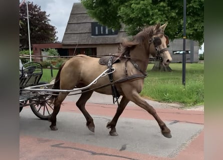 Frison Croisé, Jument, 4 Ans, 161 cm, Champagne