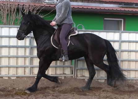 Frison, Jument, 4 Ans, 162 cm, Noir