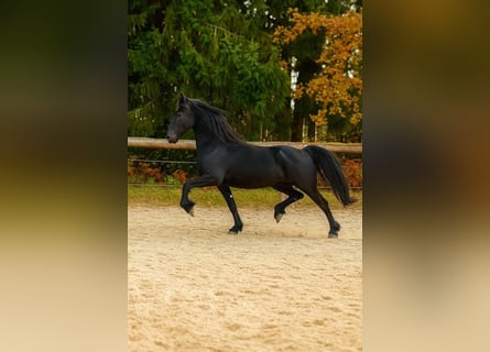 Frison, Jument, 4 Ans, 162 cm, Noir