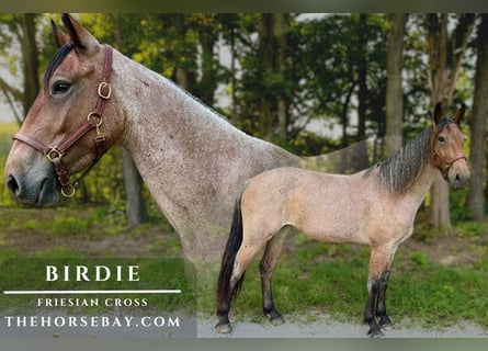 Frison Croisé, Jument, 4 Ans, 165 cm, Roan-Bay