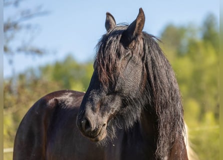 Frison Croisé, Jument, 5 Ans, 156 cm, Noir