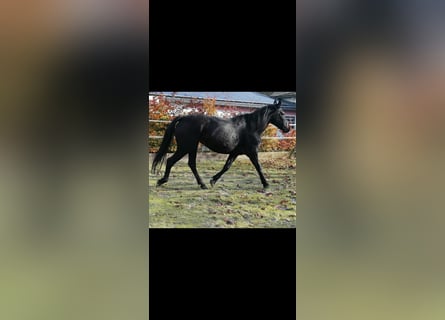 Frison Croisé, Jument, 6 Ans, 155 cm, Noir