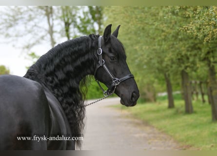 Frison, Jument, 6 Ans, 165 cm, Noir