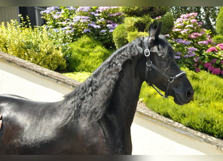 Frison, Jument, 6 Ans, 170 cm, Noir