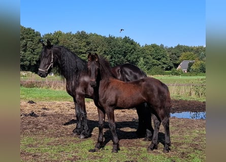 Frison, Jument, Poulain (05/2025), 165 cm, Noir