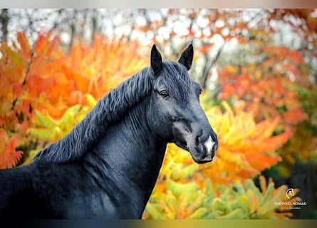 Frison oriental, Étalon, 13 Ans, 164 cm, Noir
