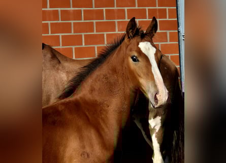 Frison oriental, Étalon, Poulain (05/2025), 170 cm, Bai