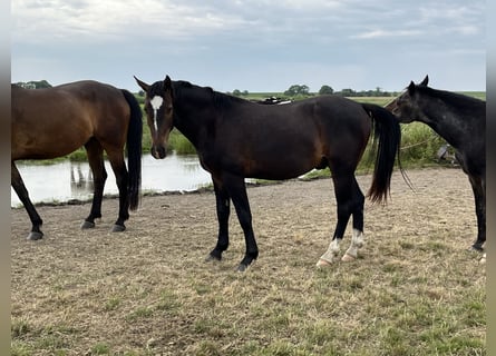 Frison oriental, Hongre, 3 Ans, 165 cm, Bai brun