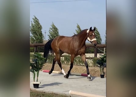 Frison oriental, Jument, 10 Ans, Bai