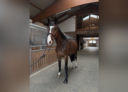 Frison oriental, Jument, 4 Ans, 170 cm, Bai brun