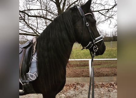 Frisone / Frisone Occidentale, Castrone, 10 Anni, 168 cm, Morello