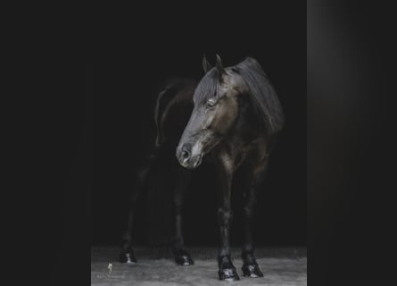 Frisone / Frisone Occidentale, Castrone, 7 Anni, 165 cm, Baio