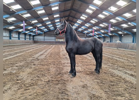 Frisone / Frisone Occidentale, Giumenta, 2 Anni, 165 cm, Morello
