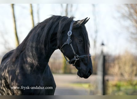 Frisone / Frisone Occidentale, Giumenta, 3 Anni, 165 cm, Morello