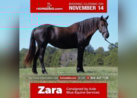 Frisone / Frisone Occidentale, Giumenta, 4 Anni, 165 cm, Morello