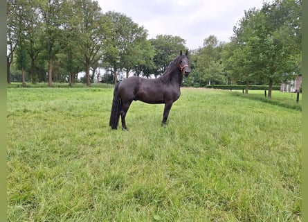 Frisone / Frisone Occidentale, Stallone, 3 Anni, 162 cm, Morello