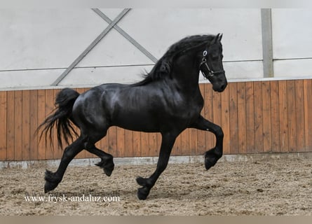 Frisone / Frisone Occidentale, Stallone, 3 Anni, 165 cm, Morello