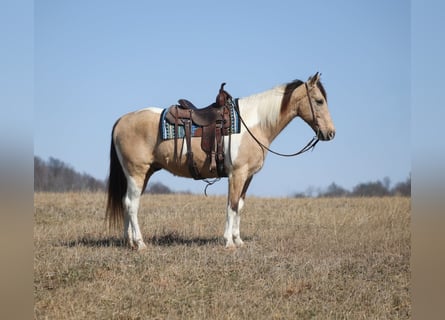 Frisone / Frisone Occidentale, Castrone, 10 Anni, 160 cm, Tobiano-tutti i colori
