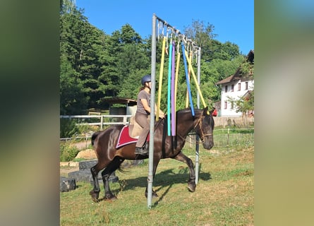Frisone / Frisone Occidentale, Castrone, 16 Anni, 156 cm, Morello