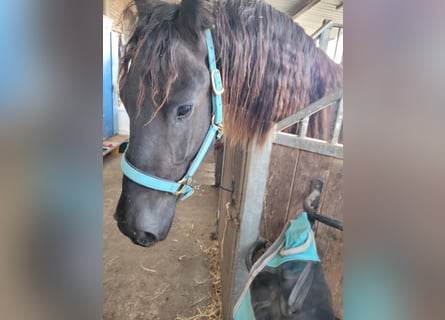 Frisone / Frisone Occidentale, Castrone, 2 Anni, 168 cm, Morello