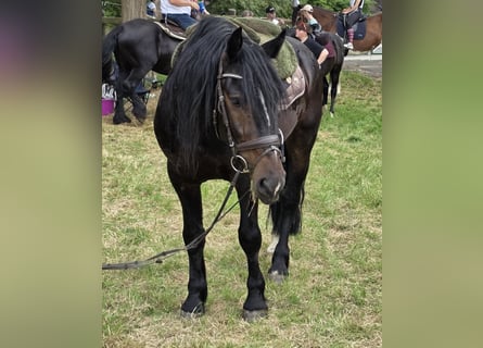 Frisone / Frisone Occidentale, Castrone, 4 Anni, 161 cm, Baio nero