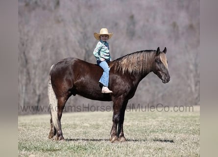 Frisone / Frisone Occidentale, Castrone, 5 Anni, 152 cm, Baio