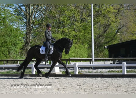 Frisone / Frisone Occidentale, Castrone, 5 Anni, 167 cm, Morello
