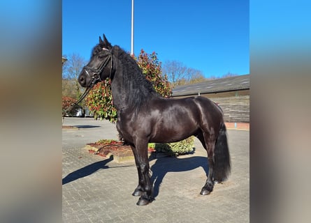 Frisone / Frisone Occidentale, Castrone, 6 Anni, 164 cm, Morello