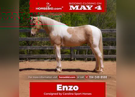 Frisone / Frisone Occidentale Mix, Castrone, 7 Anni, 152 cm, Palomino