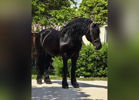 Frisone / Frisone Occidentale Mix, Castrone, 7 Anni, 155 cm, Morello