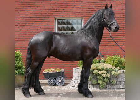 Frisone / Frisone Occidentale, Castrone, 7 Anni, 161 cm, Morello