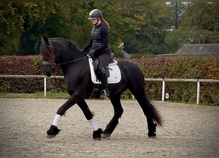 Frisone / Frisone Occidentale, Castrone, 8 Anni, 163 cm, Morello