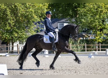 Frisone / Frisone Occidentale, Castrone, 8 Anni, 165 cm, Morello