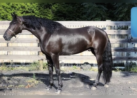 Frisone / Frisone Occidentale, Castrone, 8 Anni, 168 cm, Morello