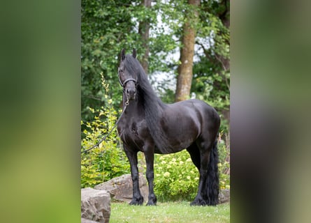Frisone / Frisone Occidentale, Giumenta, 10 Anni, 162 cm, Morello